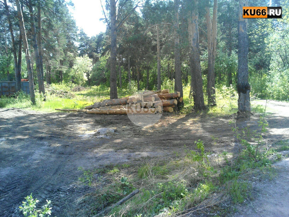 Экологическая проблема в Каменске-Уральском: у теннисного клуба по улице Рябова неизвестные вырубили по крайней мере 30 сосен... ВИДЕО, ФОТО Экологическая проблема в Каменске-Уральском: у теннисного клуба по улице Рябова неизвестные вырубили по крайней мере 30 сосен... ВИДЕО, ФОТО