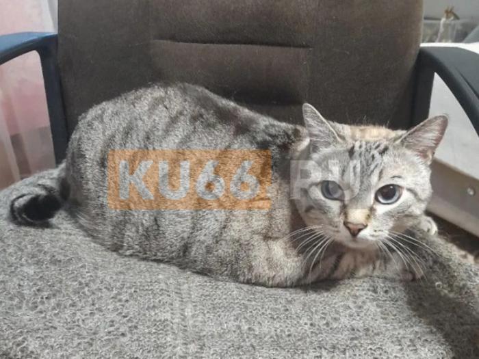 «Зовут Василий»: KU66 узнал подробности о коте-принце за 500 тысяч рублей | Кот-принц за 500 тысяч рублей из Каменска-Уральского оказался обычным Василием 