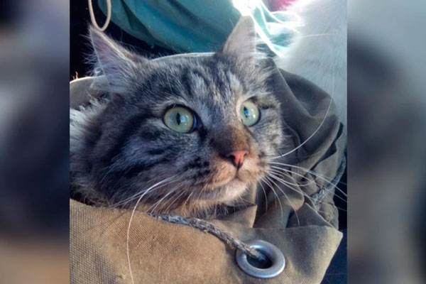 В Каменске-Уральском волонтеры сняли с дерева кота, застрявшего на ветках