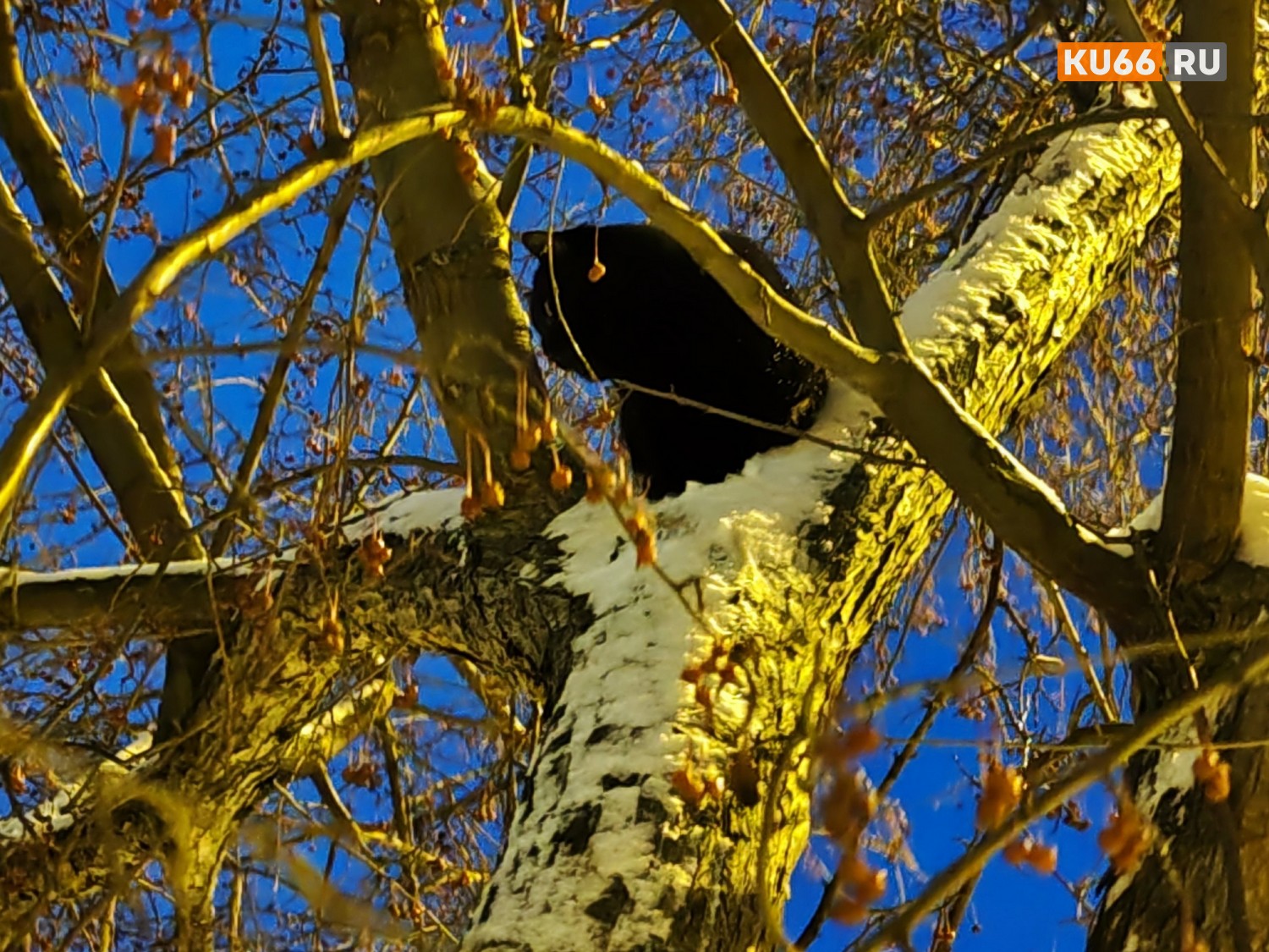 Народный женский день: приметы на праздник Анны Зимней 22 декабря