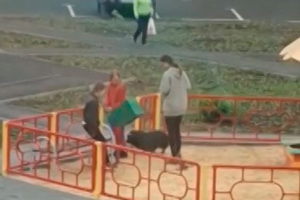 Подростки устроили расправу над голубем в Каменске-Уральском. ВИДЕО