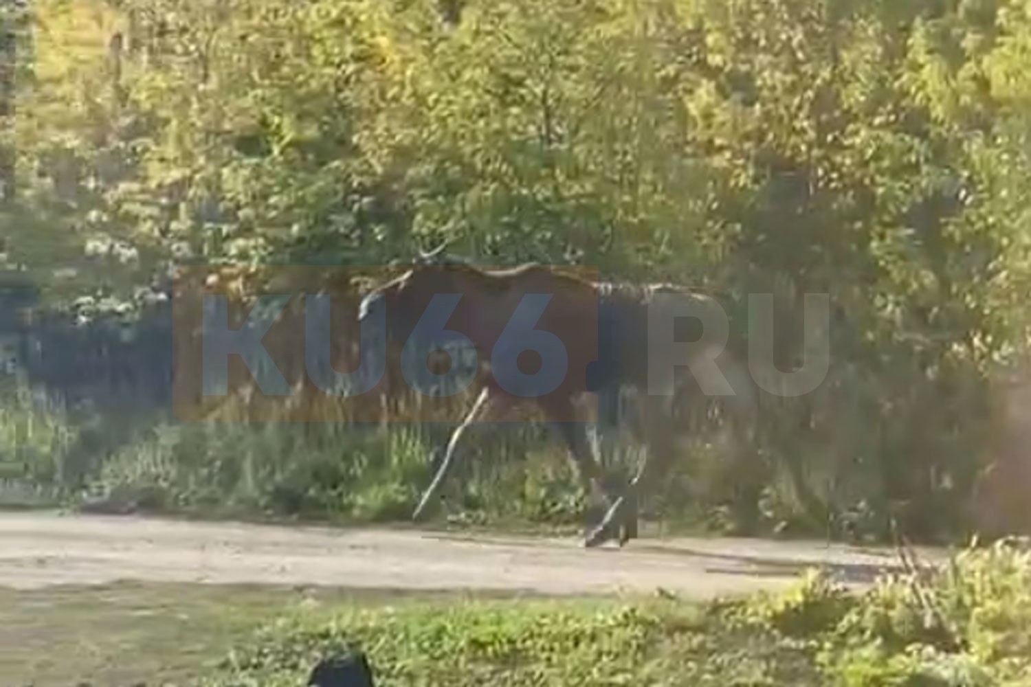 По Каменску-Уральскому ходит лось. Видео