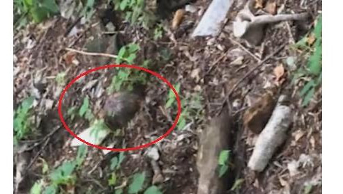 Напугавшая жителя Казани в лесопарке человеческая голова оказалась фрагментом куклы
