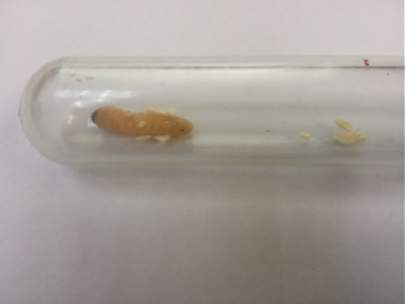 Россельхознадзор предотвратил вывоз заражённой лесопродукции из Свердловской области | В Свердловской области предотвратили экспорт заражённой лесопродукции