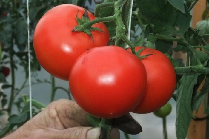 Цены на томаты и сливочное масло упали в Свердловской области! Что подешевело еще? | В Свердловской области за неделю подешевели томаты, чай и сливочное масло