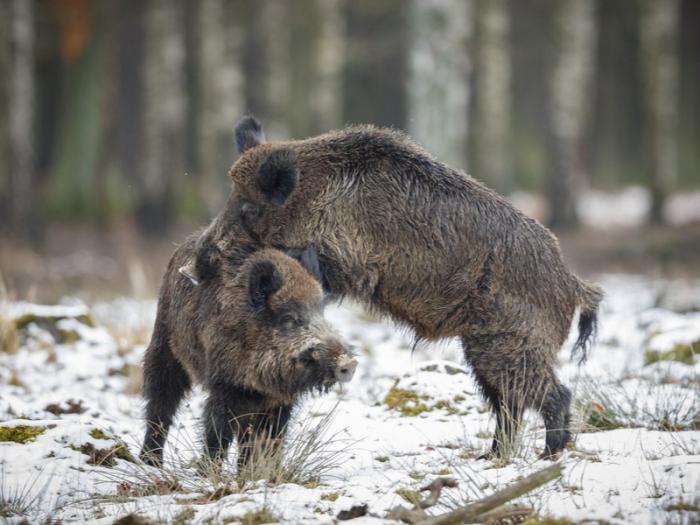 Дикие кабаны устроили пробку на уральской трассе | Дикие кабаны перекрыли трассу на Урале