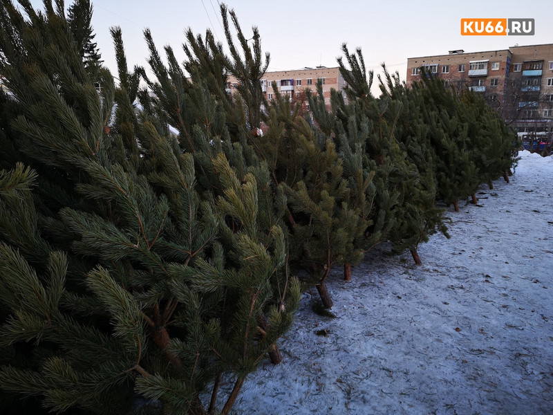 С наступающим! В понедельник в Каменске начинают работу елочные базары. В этом году сосну можно будет купить от 250 руб., ель — от 500 руб.