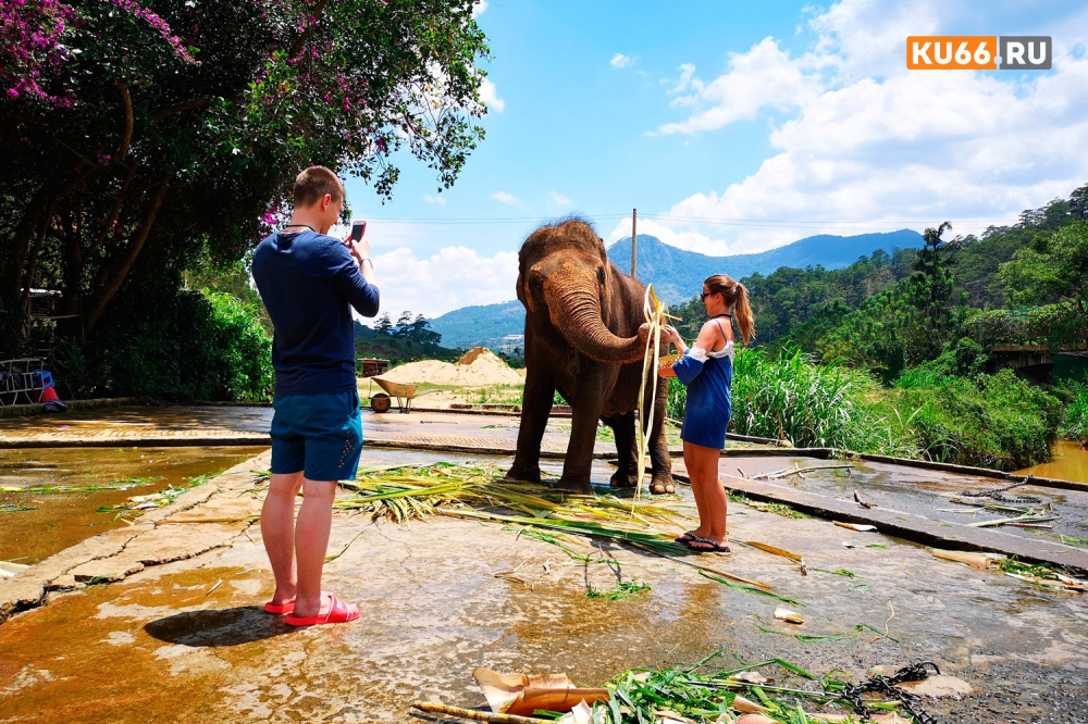 «Помыть слонов»: В автомойку Северной Осетии поступил необычный заказ | В автомойке Владикавказа состоялось «представление» со слонами