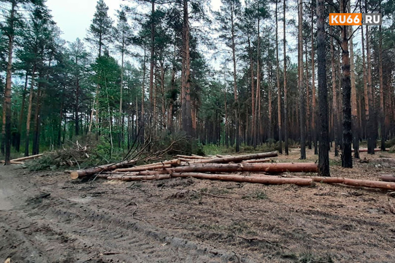 Каменцы обнаружили массовую вырубку деревьев при выезде на Колчеданский тракт, но в мэрии заверили: это санитарная уборка после пожара