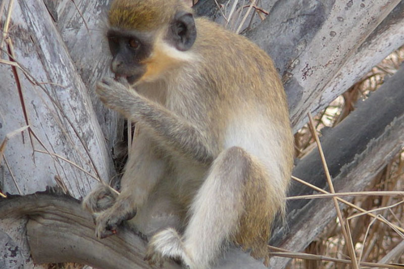 Учёные выяснили источник вспышки оспы обезьян у приматов | Учёные нашли возможный источник оспы обезьян у диких животных