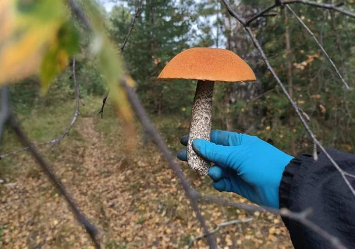 Сезон опят в Свердловской области: грибники нашли «ковры» грибов | Где в Свердловской области собирать опята ведрами — лучшие места сентября