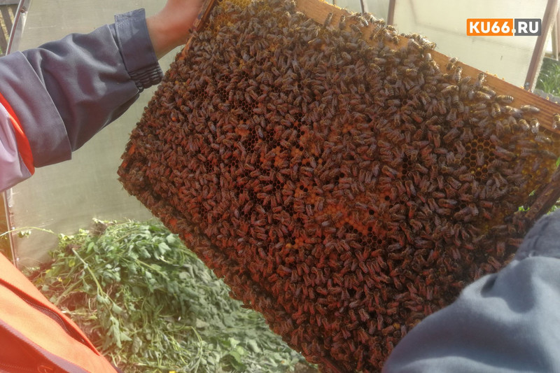 Ученые объяснили «странное» поведение пчел в Каменске-Уральском, которые облепили скамейку на детской площадке во дворе одного из домов Ученые объяснили «странное» поведение пчел в Каменске-Уральском, которые облепили скамейку на детской площадке во дворе одного из домов