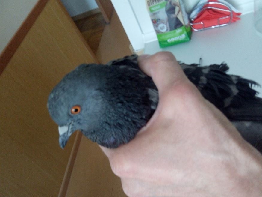 В Каменске-Уральском спасли голубя, который провалился в вентиляционную шахту | На Урале спасли голубя, который провалился в вентиляционную шахту