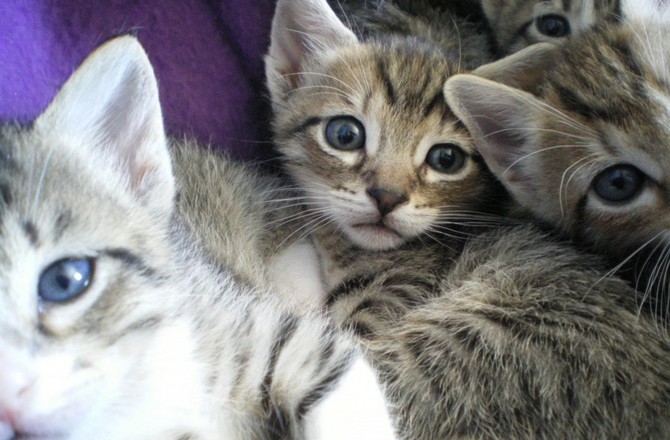 Мужчина в камуфляжной форме украл кота из магазина