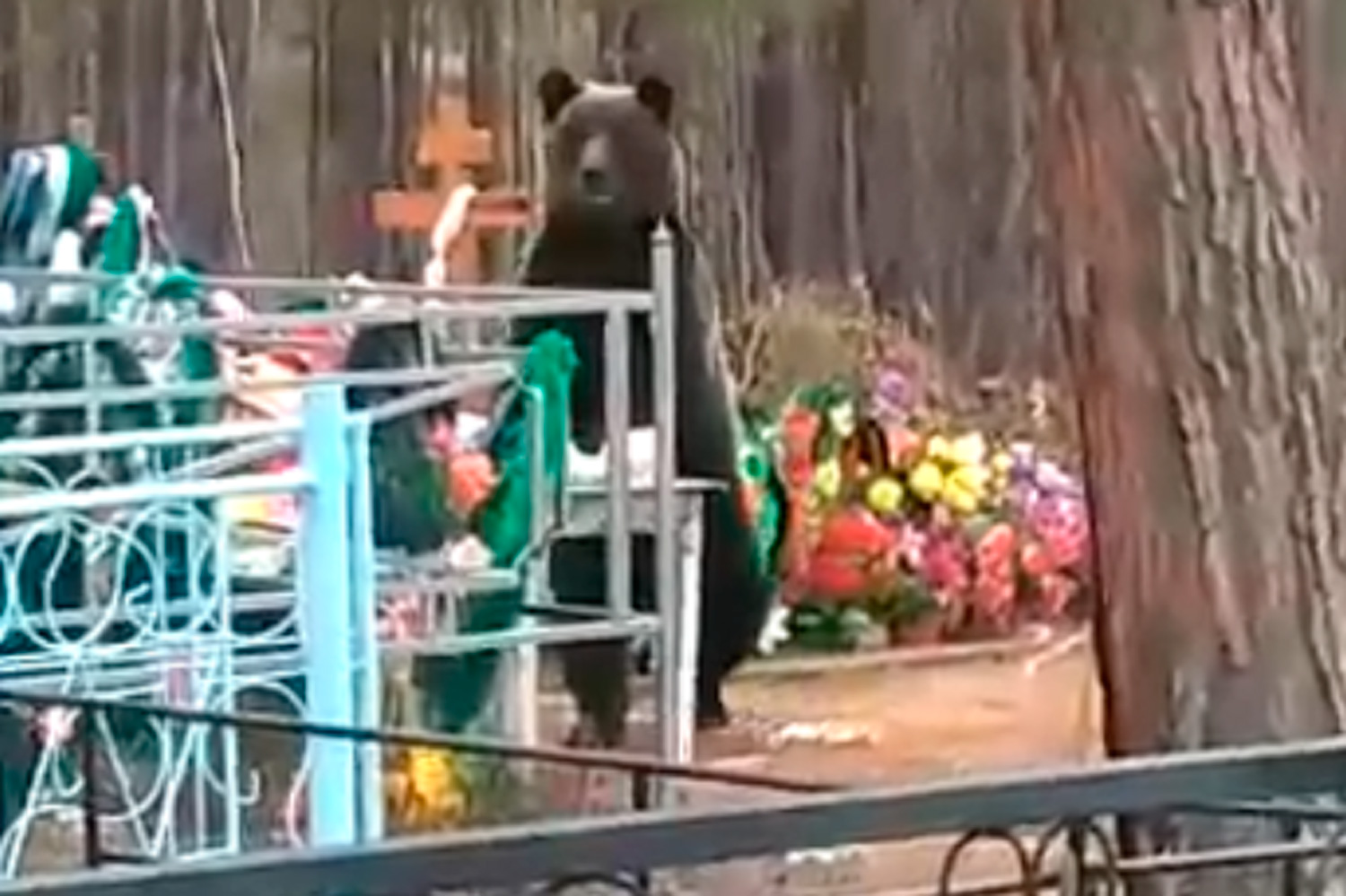 На городском кладбище разгуливал медведь. Жители Каменска-Уральского всполошились, увидев видео, которое уже напугало многих россиян