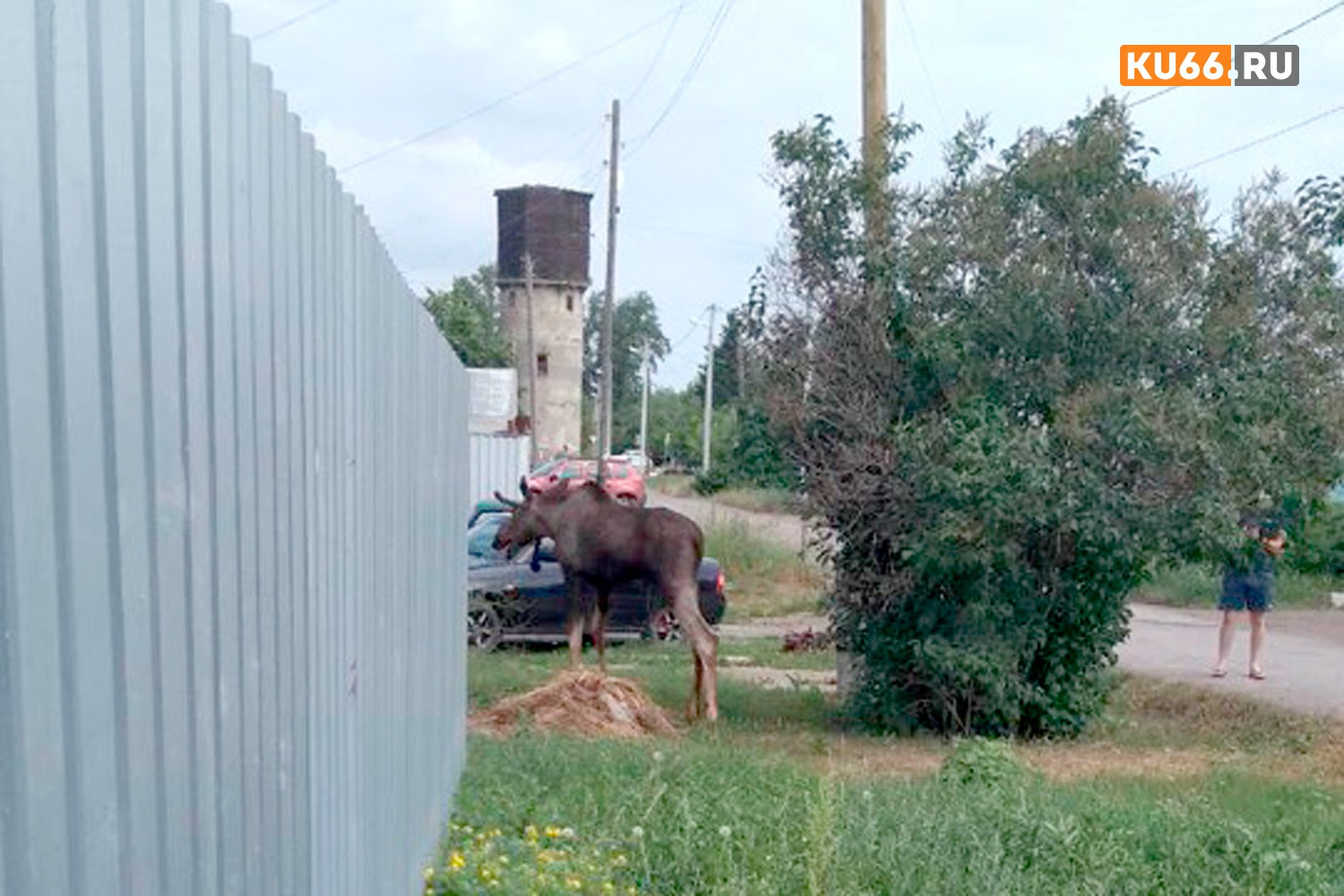 В частный сектор на окраине Каменска-Уральского забрел... лось. Местные жители вызвали службу спасения. «У животного ноги в крови!»