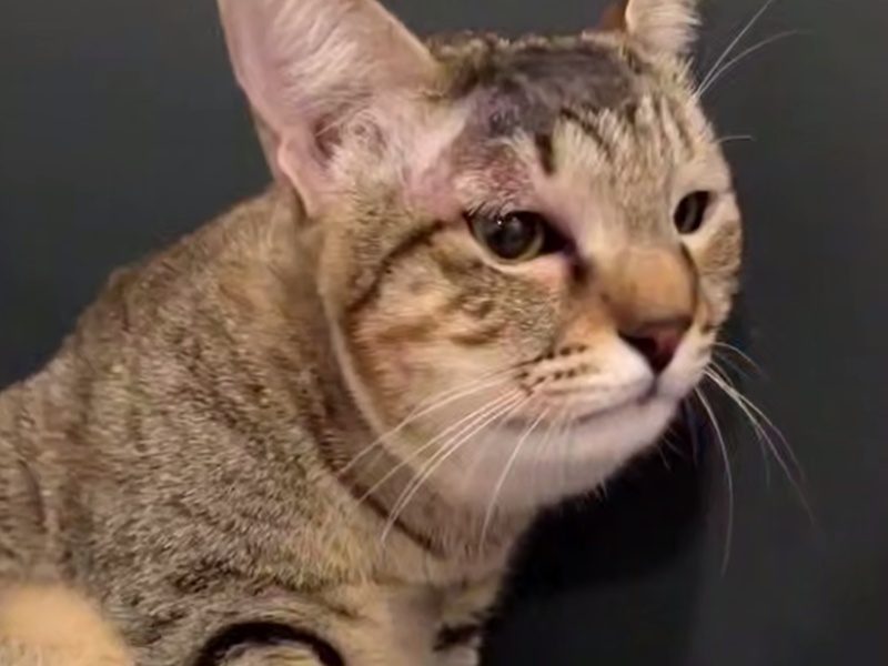 Кошка спасла семью российских туристов от смертельно ядовитой змеи на Бали | На Бали кошка защитила семью туристов от ядовитой змеи