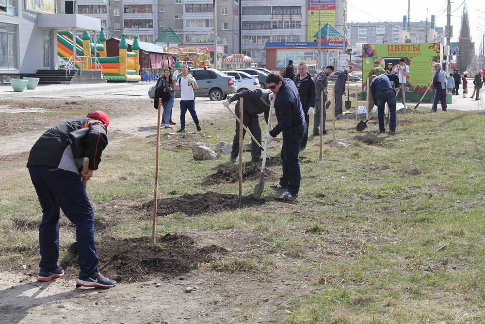 Говорят, мэр Шмыков, будучи школьником, посадил не одну сотню елочек. А накануне в Каменске высадил с добровольцами пирамидальные тополи Говорят, мэр Шмыков, будучи школьником, посадил не одну сотню елочек. А накануне в Каменске высадил с добровольцами пирамидальные тополи