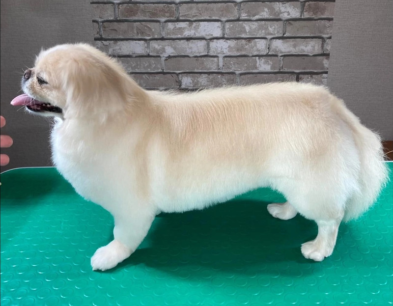 Хаски в ошейнике насмерть загрызла пекинеса, которого выгуливал ребенок во дворе по ул. Набережная в Каменске-Уральском