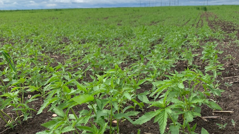 Полиция изъяла семь тонн семян конопли, выращенных под Каменском-Уральским с разрешения Евгения Куйвашева