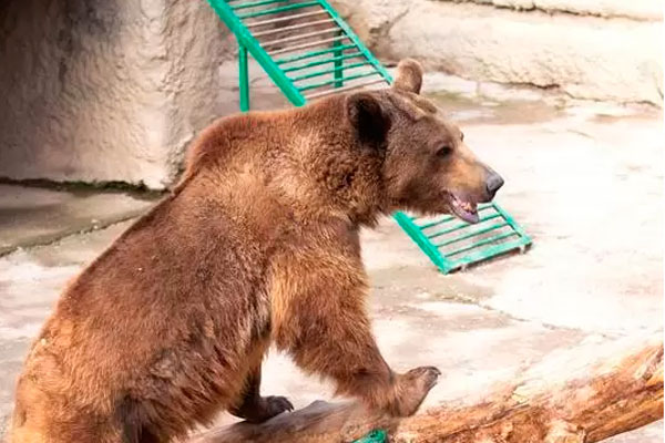 Мать сбросила ребенка в вольер к медведю в зоопарке Ташкента
