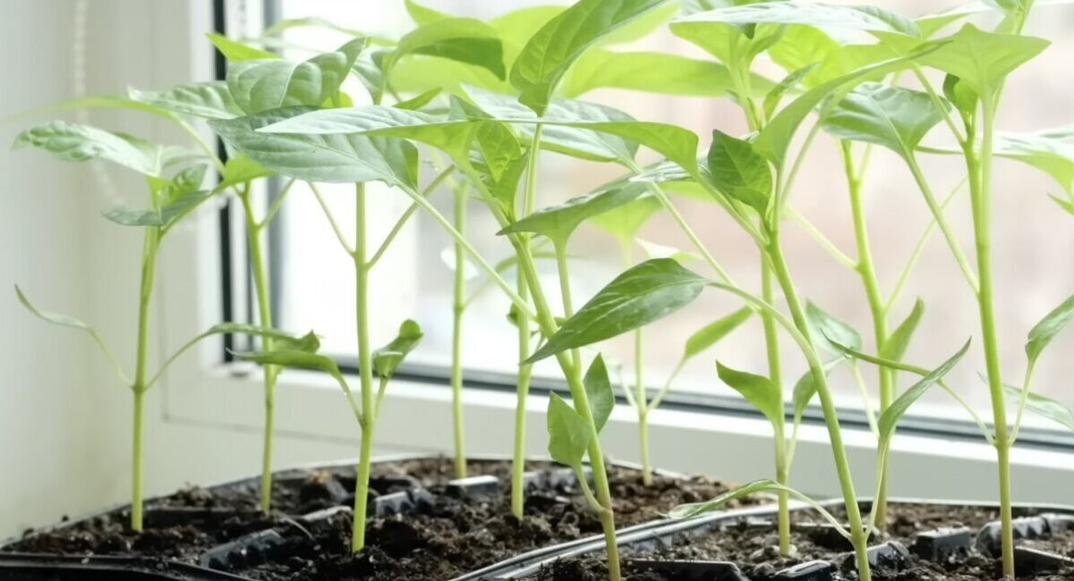 Каждый год сею сладкий перец в эти даты: урожай в два раза больше обычного