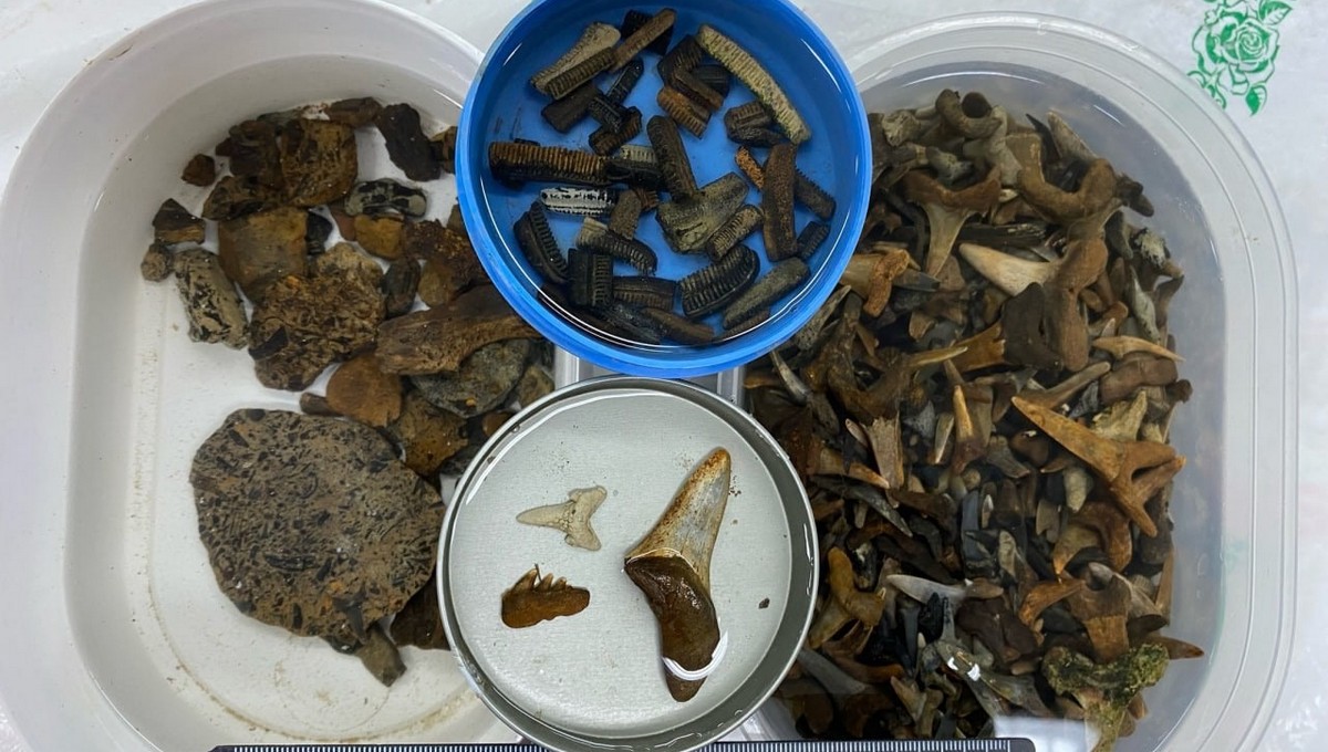 Уникальные останки древних рептилий обнаружены на Урале. Фото