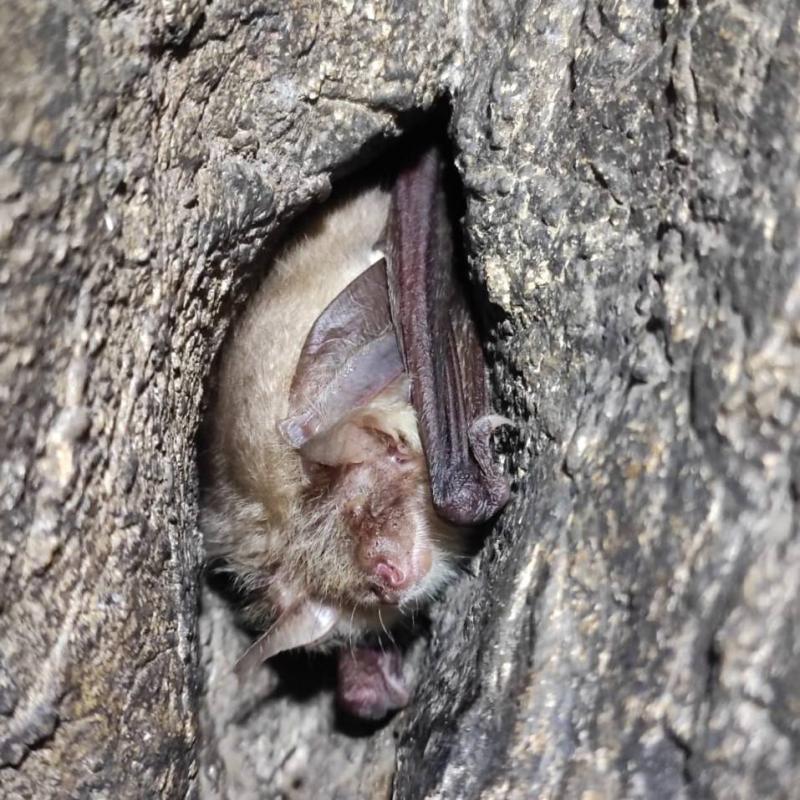 В Свердловской области зафиксировали крупные колонии редких летучих мышей | Учёные нашли в пещерах Свердловской области крупные колонии ночниц Брандта