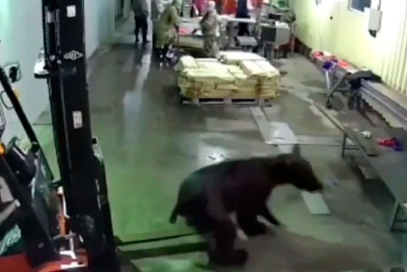 На Сахалине медведь пришел в гости на рыбзавод