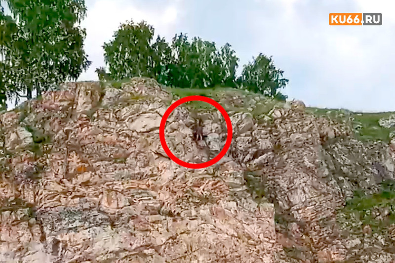 «Лось сорвался со скалы». В Каменске-Уральском вновь заметили дикое животное. ВИДЕО