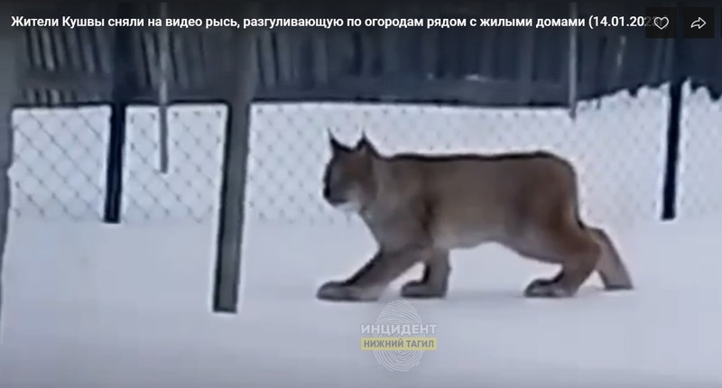 Рысь запугала жителей уральского города