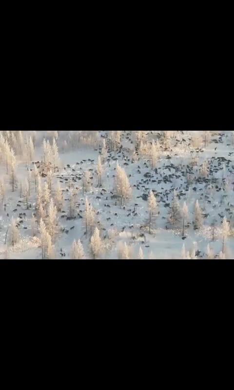 Южный Урал паникует из-за стай волков, которые вроде бы держат путь в Свердловскую область. На их пути может оказаться Каменск-Уральский...