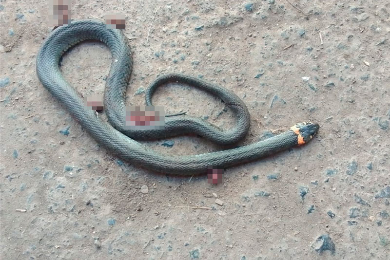 В селе под Каменском-Уральским у дома женщина обнаружила змею и убила. Каменцы не поддержали поступок гражданки...