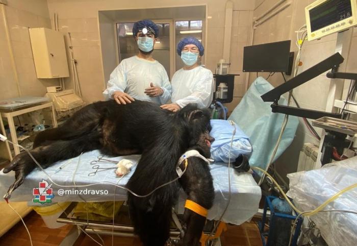 Онкологи спасли шимпанзе: как свердловские врачи провели уникальную операцию в Екатеринбургском зоопарке | Хирурги Свердловского онкодиспансера удалили опухоль шимпанзе в Екатеринбургском зоопарке