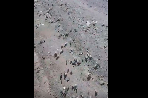 Брачный период или массовые самоубийства? На трассах в окрестностях Каменска-Уральского бабочки ведут себя странно и удивляют водителей