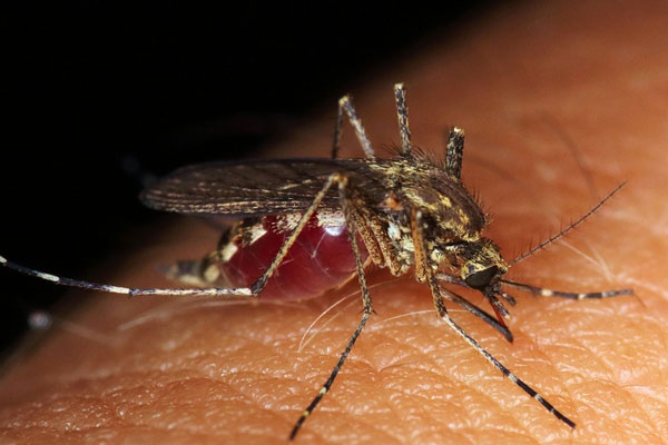 Комары атакуют Каменск-Уральский: насекомые появились раньше срока | Массовый вылет комаров в Свердловской области: причины и прогнозы