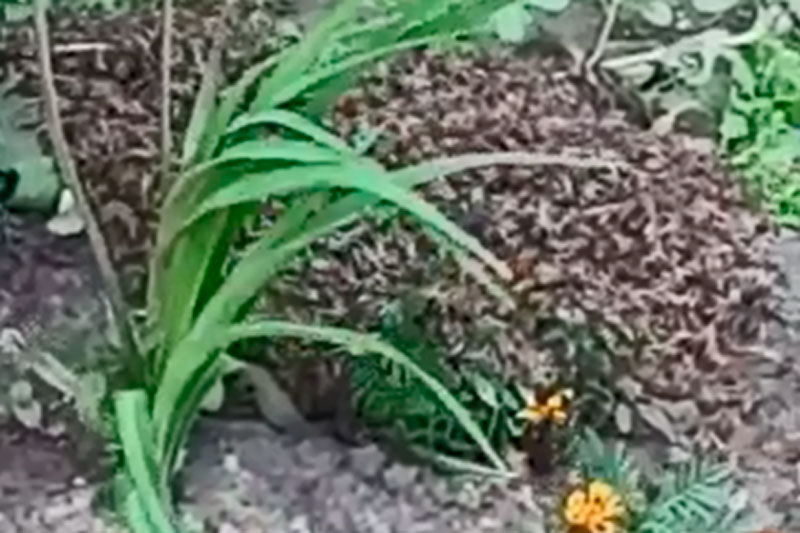 «Виноваты дожди!» Пчелиный рой под окнами жильцов дома по улице Суворова в Каменске-Уральском успешно перенесли