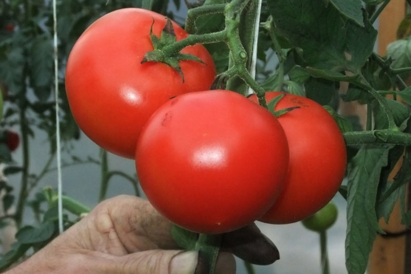 Верите ли вы в мощь томатного сока? Откройте все его секреты здоровья! | Томатный сок: полезные свойства и распространенные заблуждения об этом напитке