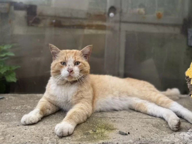 В Свердловской области продают бездомного кота Барсю за 700 тысяч | Бездомного кота в Екатеринбурге предлагают купить за 700 тысяч рублей