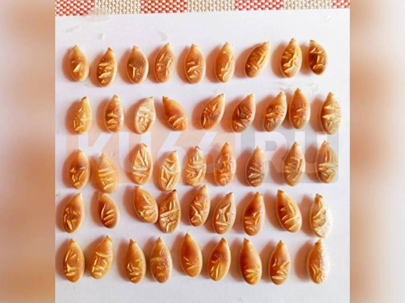 «На семечках — иероглифы»: в Каменске-Уральском семья вырастила необычную тыкву | Семья из Каменска-Уральского вырастила загадочную тыкву с «иероглифами»