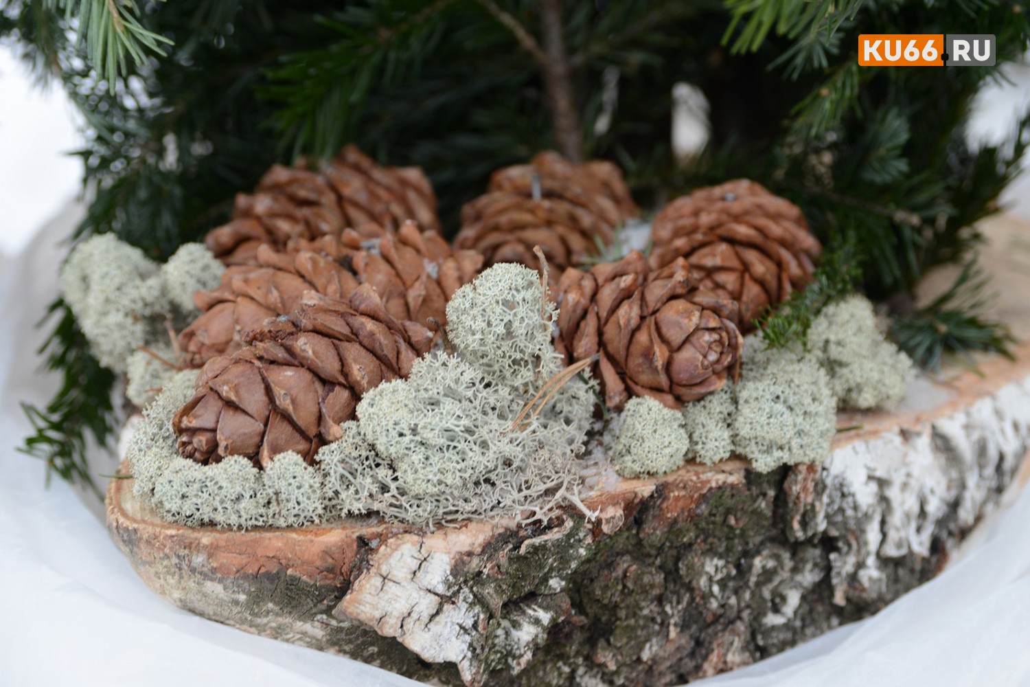 В Каменске-Уральском вот-вот откроются елочные базары – в городе разместятся десятки торговых точек. Где прикупить «хвойную красавицу»?