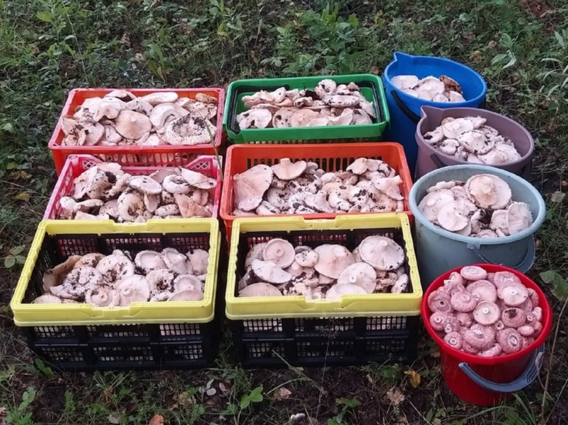 Десять ящиков груздей: свердловчанка собрала грибы в районе Ачита «на всю зиму» | Жительница Урала собрала десять ящиков груздей