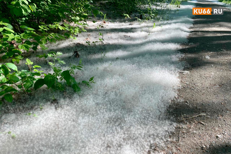 Как порох. Мэр заставил коммунальщиков вручную убирать пожароопасный пух из Старой Красногорки в Каменске-Уральском. А поджоги продолжаются