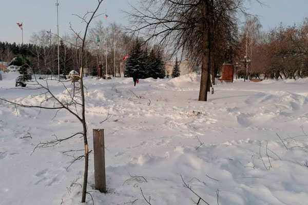 Ради парковки чиновники Каменска-Уральского решили спилить несколько деревьев, но потерю компенсируют — обещают высадить липы и яблони
