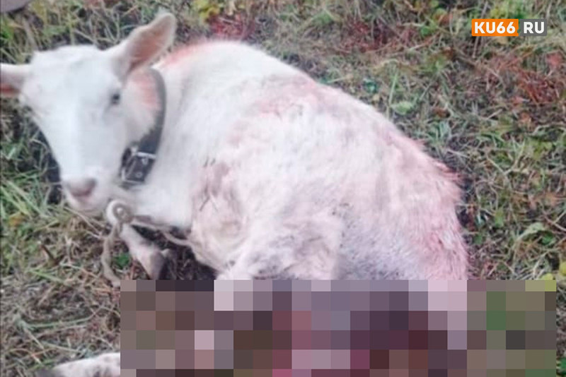 «Хозяева задранную козу обнаружили, а недавно — обглоданного петуха». Жители деревни под Каменском-Уральским боятся ходить по улицам