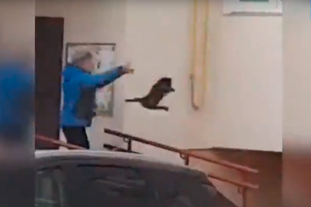 В Башкирии мужчина бросил кота в бегающего по двору лося. ВИДЕО