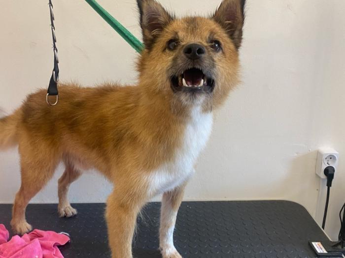 Из истощённого и недоверчивого — в собаку-обнимаку: Дружок из Каменска-Уральского обретает дом | Собака Дружок из приюта «Бароша» нашла новую семью в Каменске-Уральском