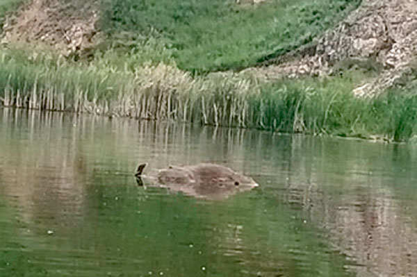 Сорвавшийся со скалы лось в Каменске-Уральском погиб