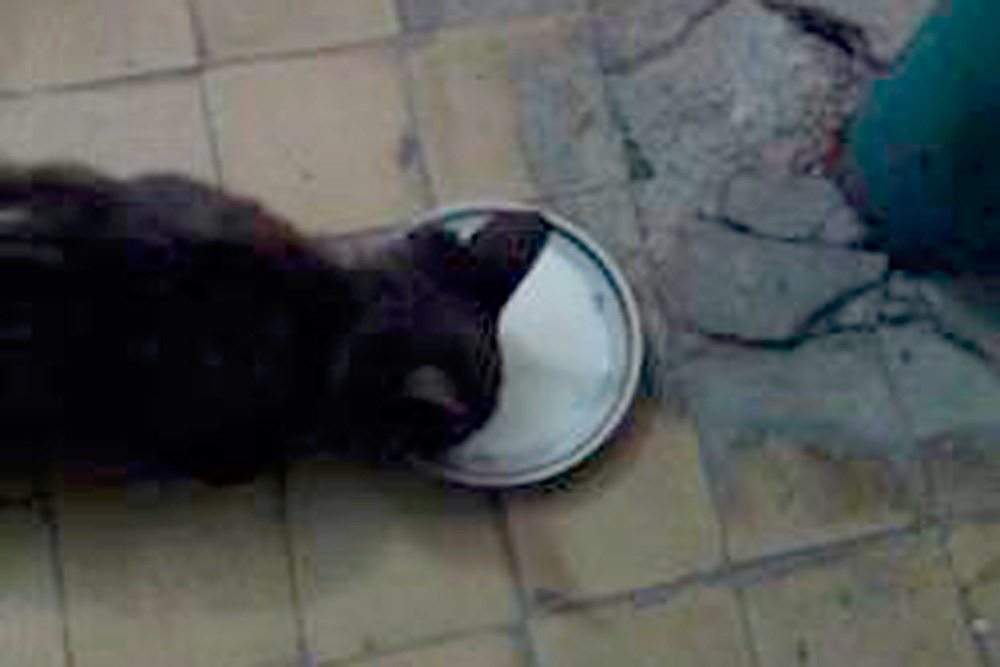 В Каменске коммунальщики несколько часов пытались вытащить из вентиляции породистого кота. Хвостатый просидел в западне два дня!