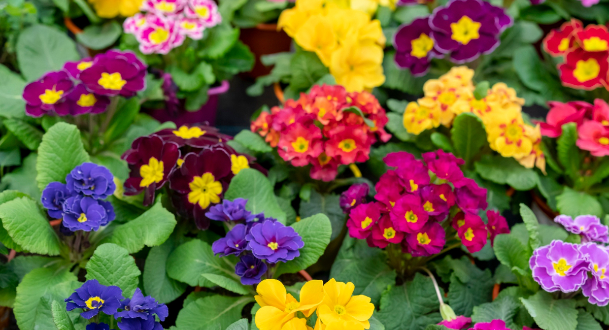 Заливаю 0.5 литра под корень — и петуния цветет непрерывно: шапка цветов скрывает листья полностью